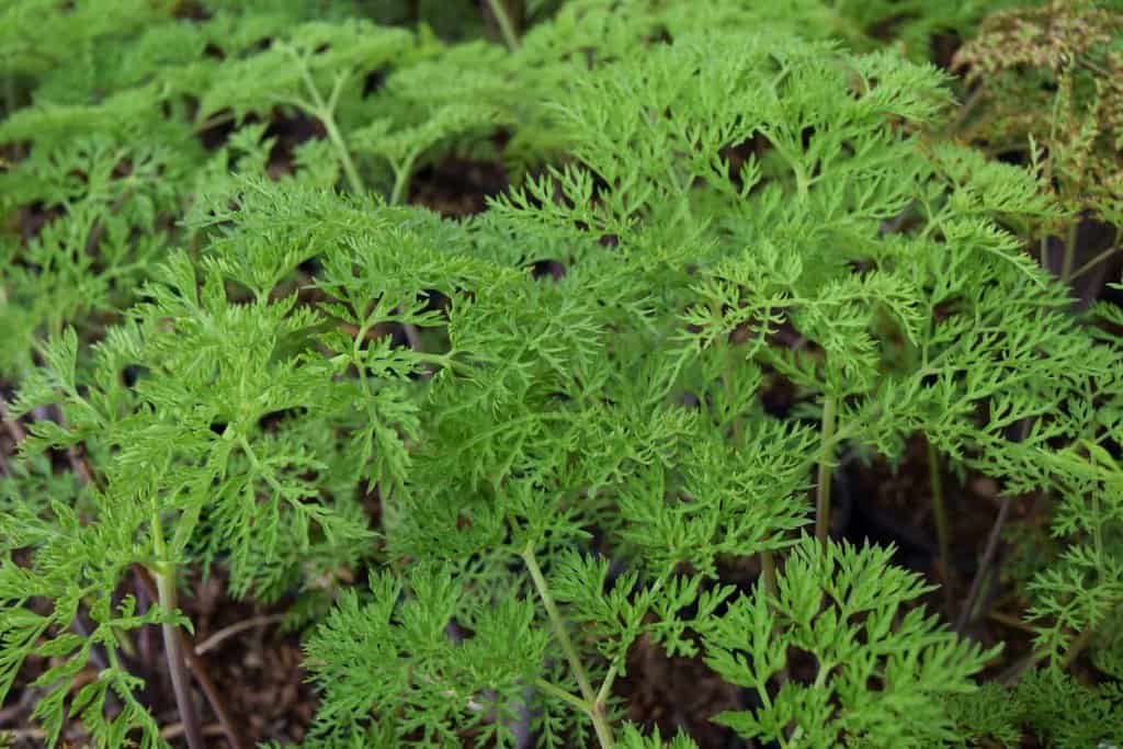 Selinum wallichianum ---